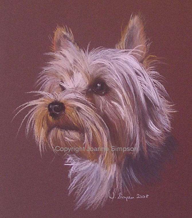 Yorkshire Terrier pet portrait by Joanne Simpson.